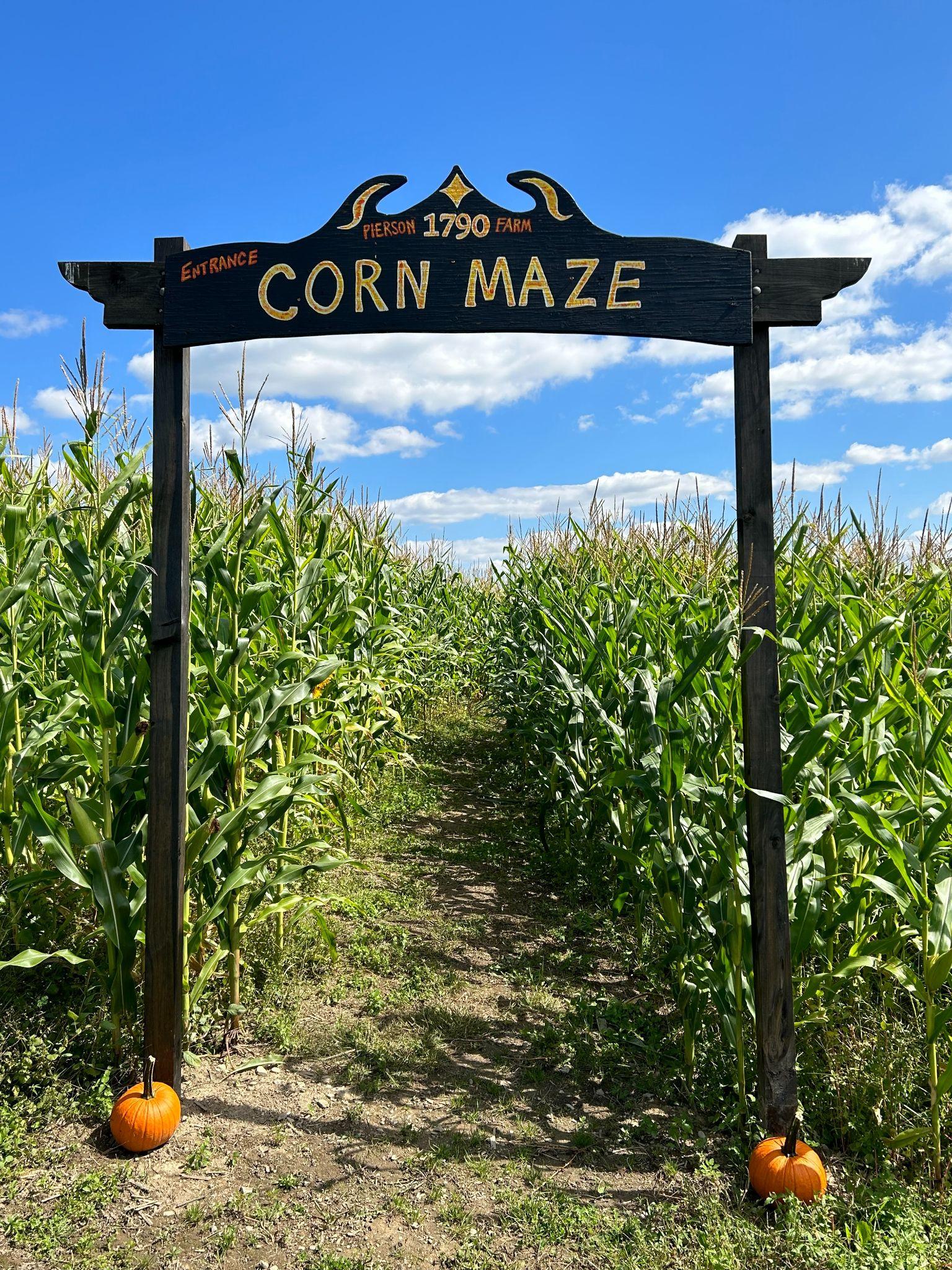 The corn maze entrance arch with the corn towering behind it