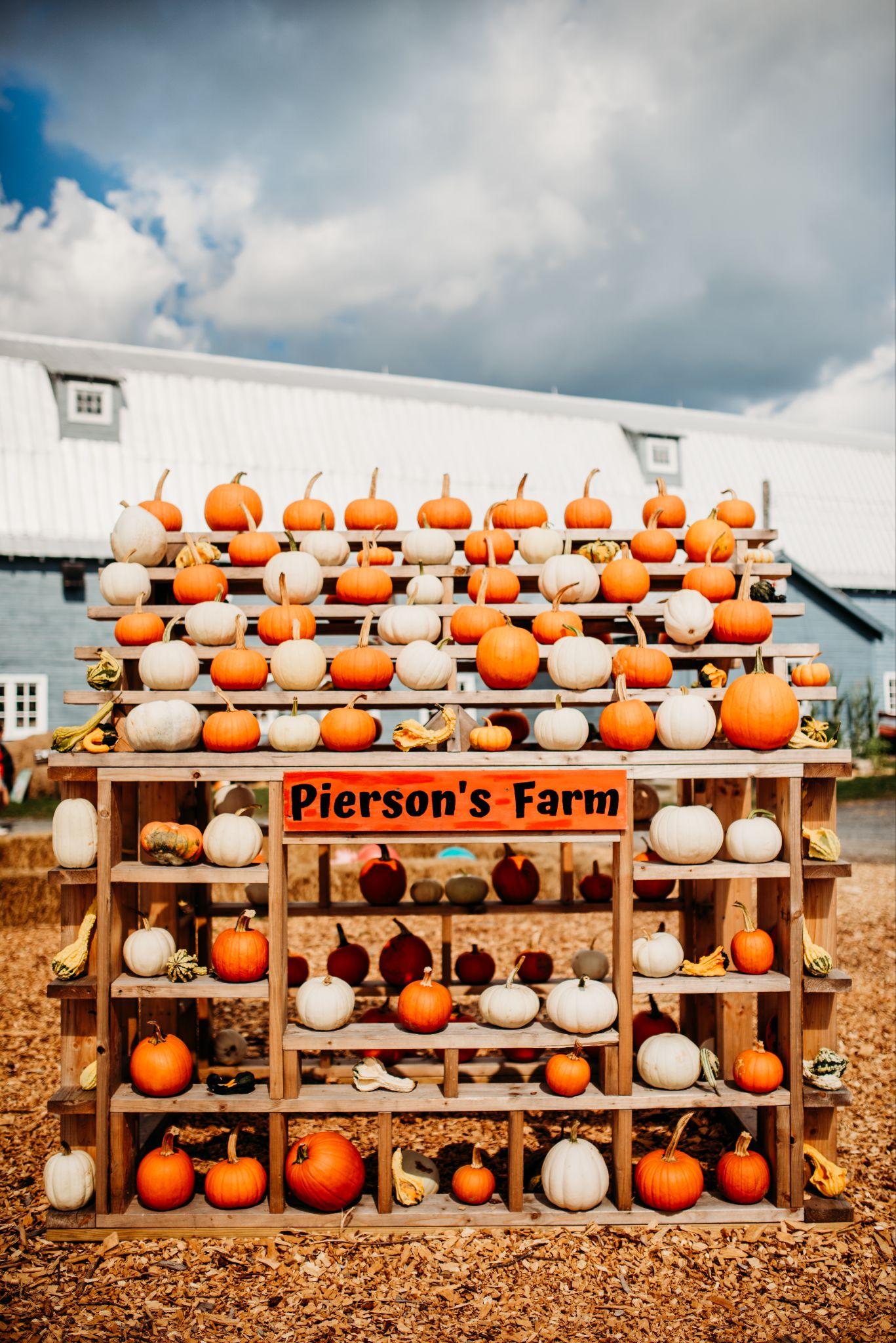 Pumpkins stacked on the Pierson's Farm display rack