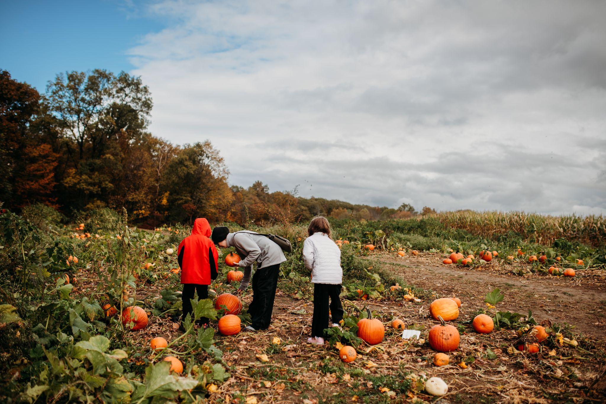 A family picking pumpkins in the vine-grown pumpkin patch