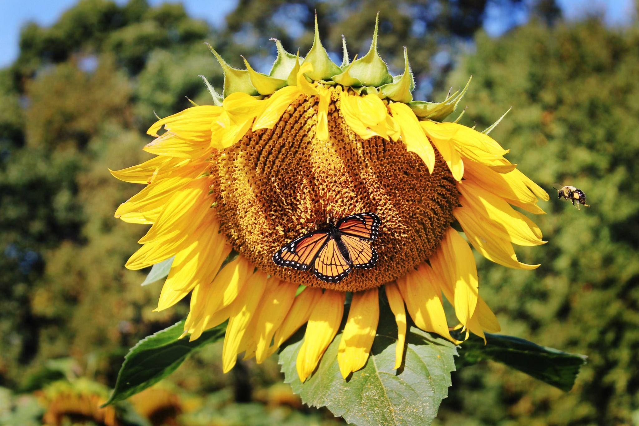 A monarch butterfly on a sunflower